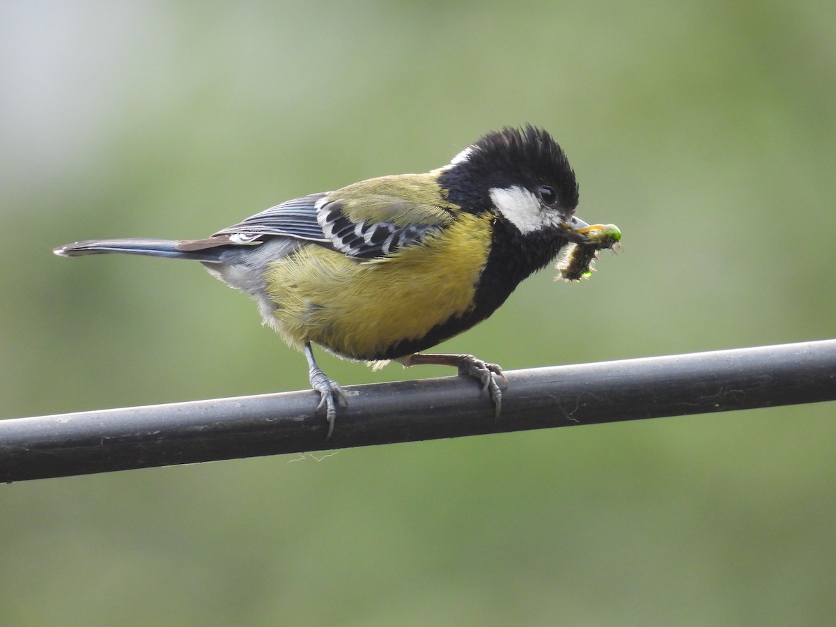 Green-backed Tit - ML618874047
