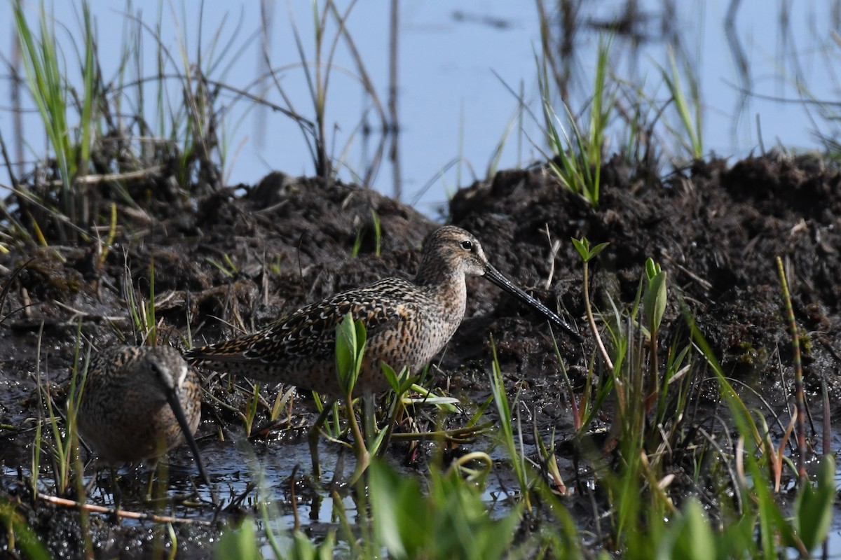 Long-billed Dowitcher - ML618874051