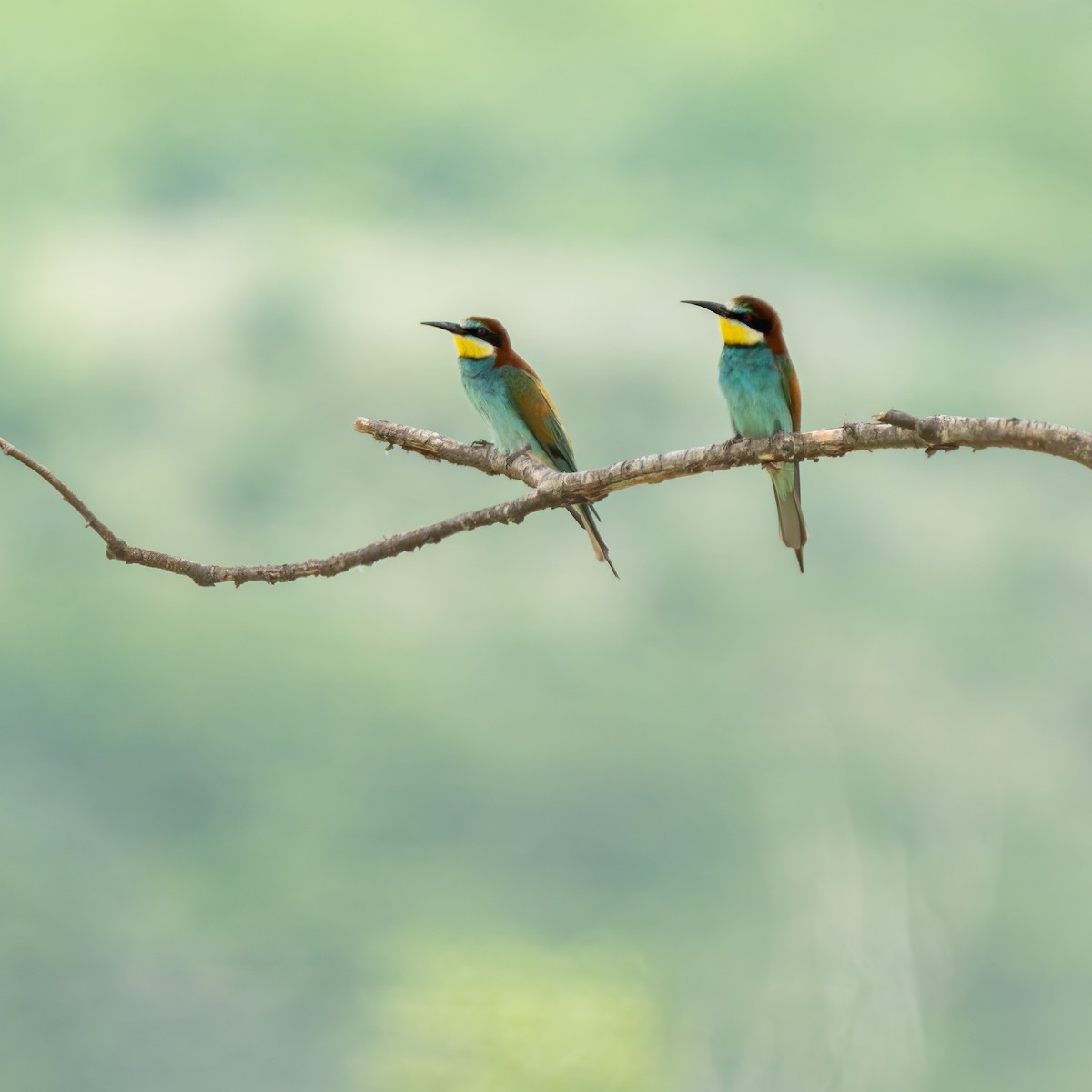 European Bee-eater - Milos Petkovic