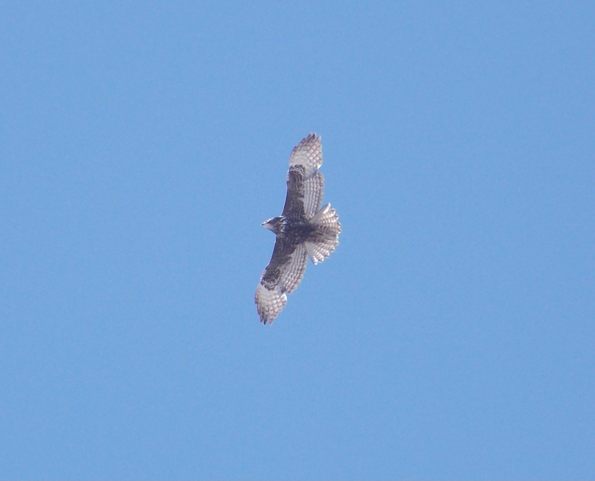 Red-tailed Hawk (Harlan's) - ML618874113