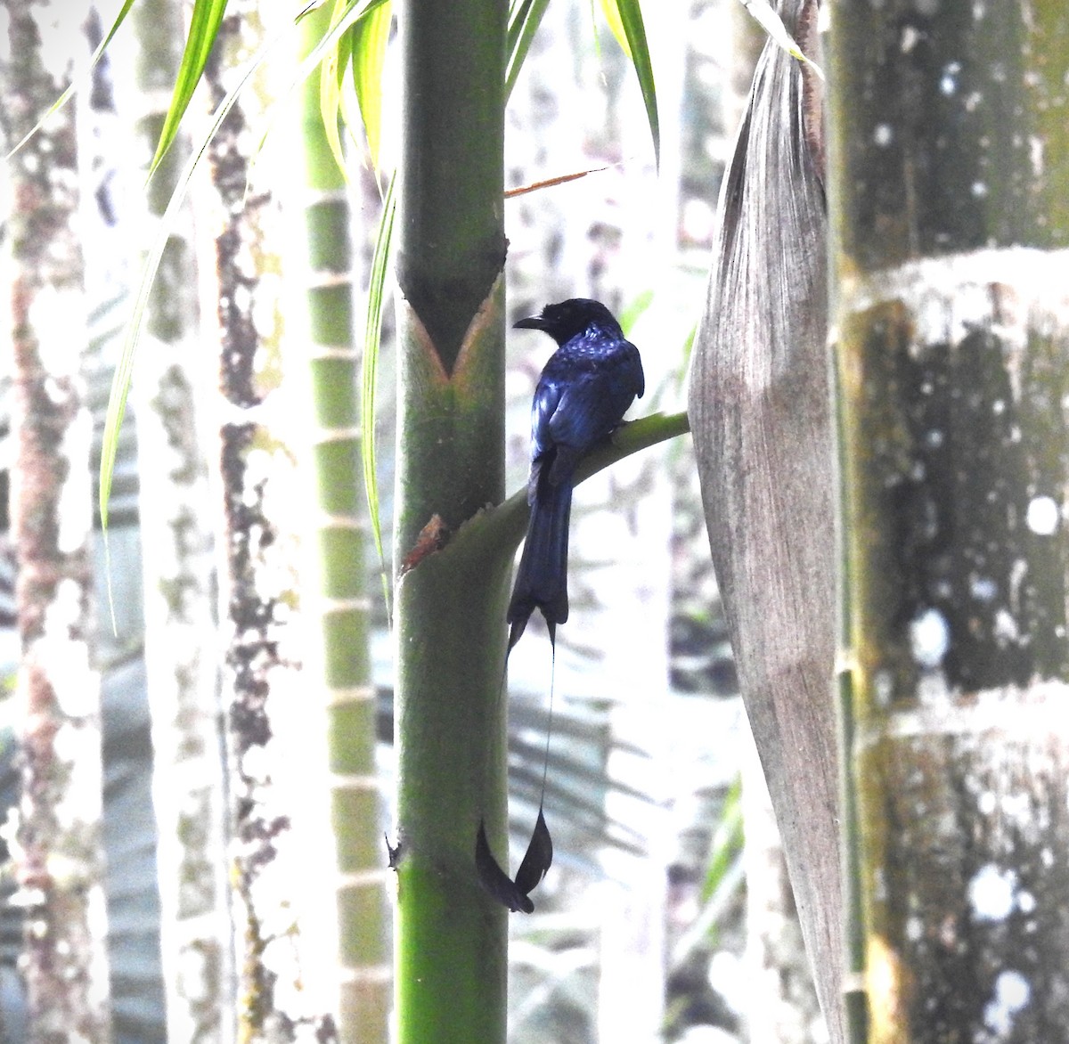 Greater Racket-tailed Drongo - ML618874117