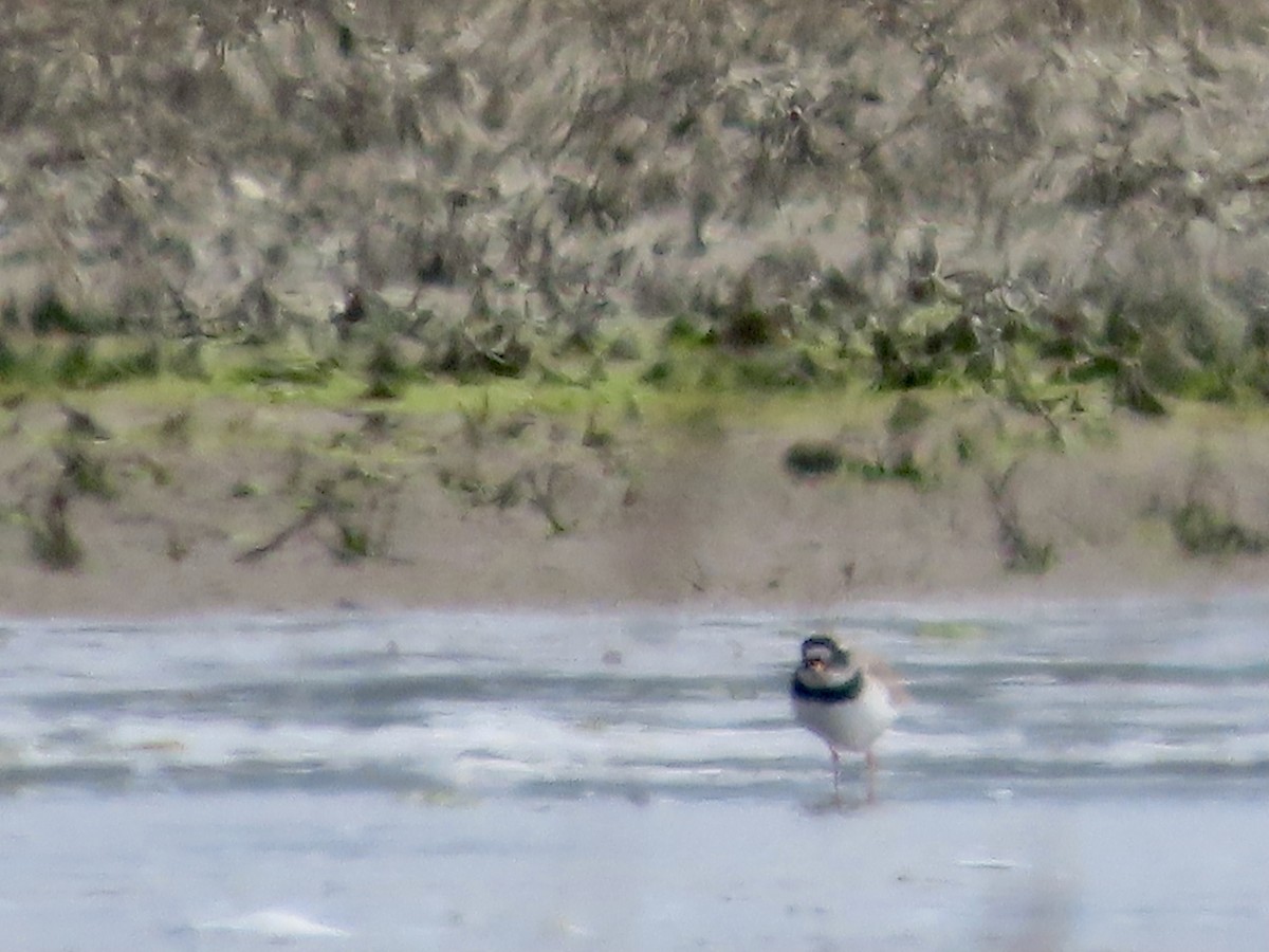 Common Ringed Plover - ML618874118