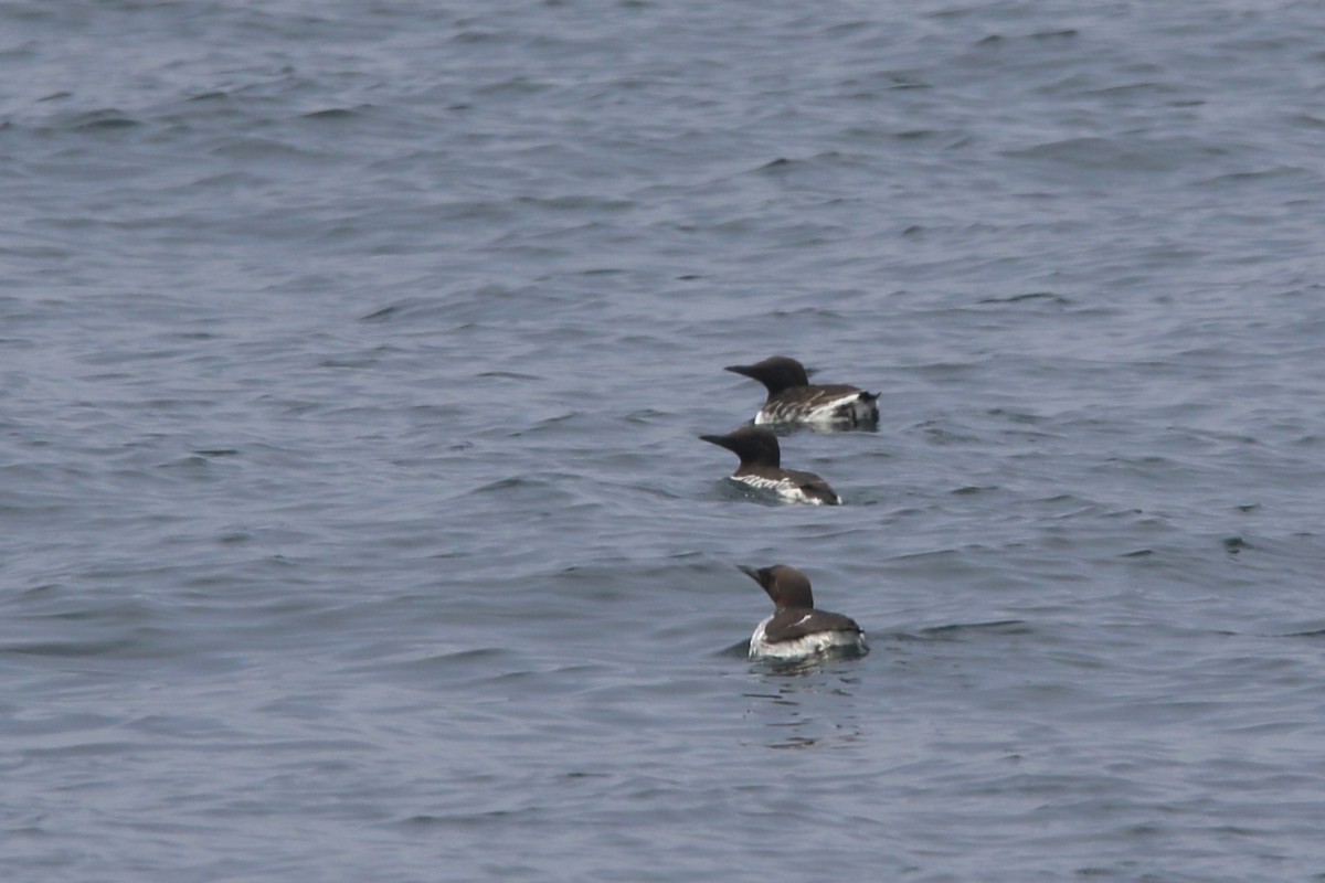 Common Murre - Kevin Lester