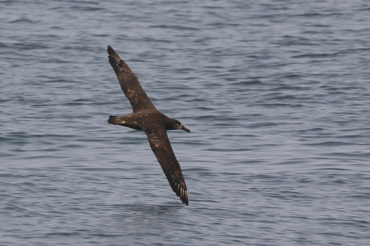 Black-footed Albatross - ML618874146