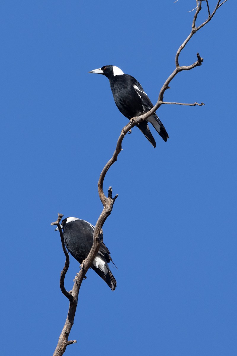 Australian Magpie - Richard and Margaret Alcorn