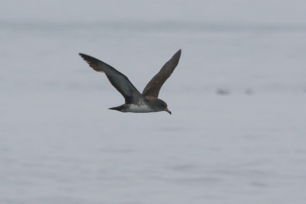 Pink-footed Shearwater - ML618874168