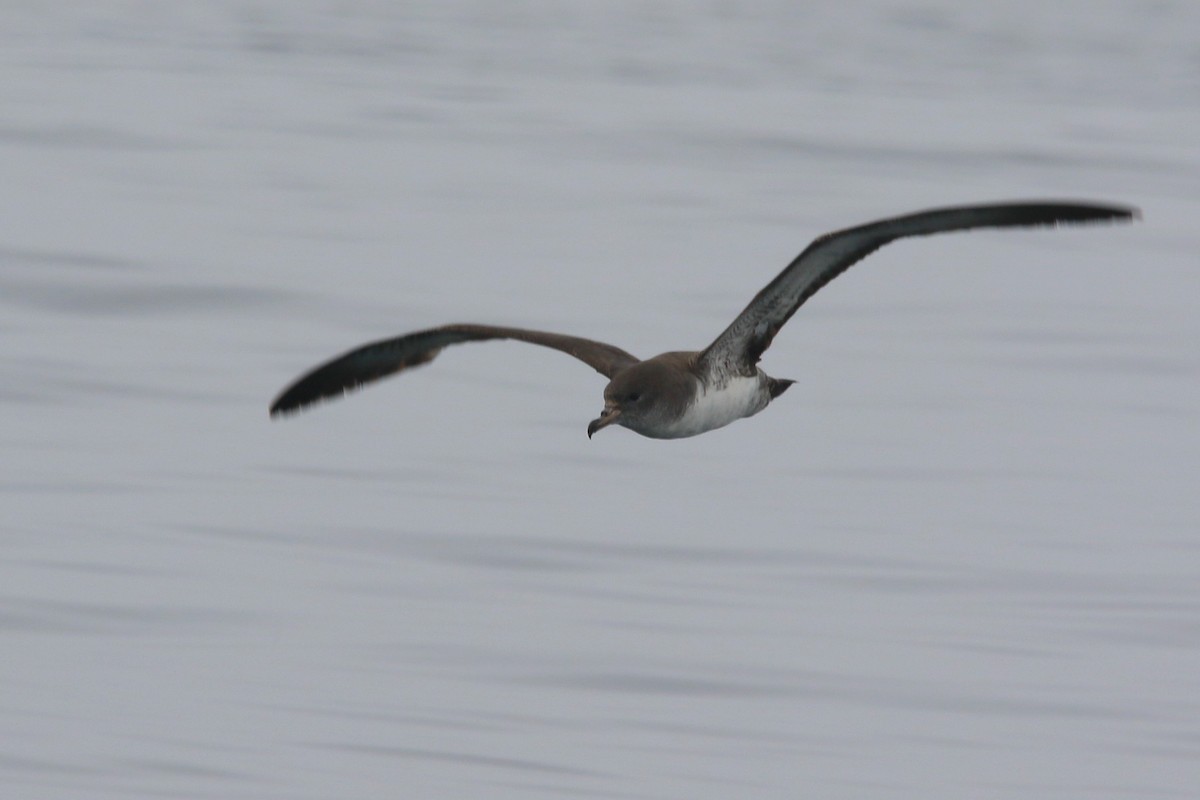 Pink-footed Shearwater - ML618874169