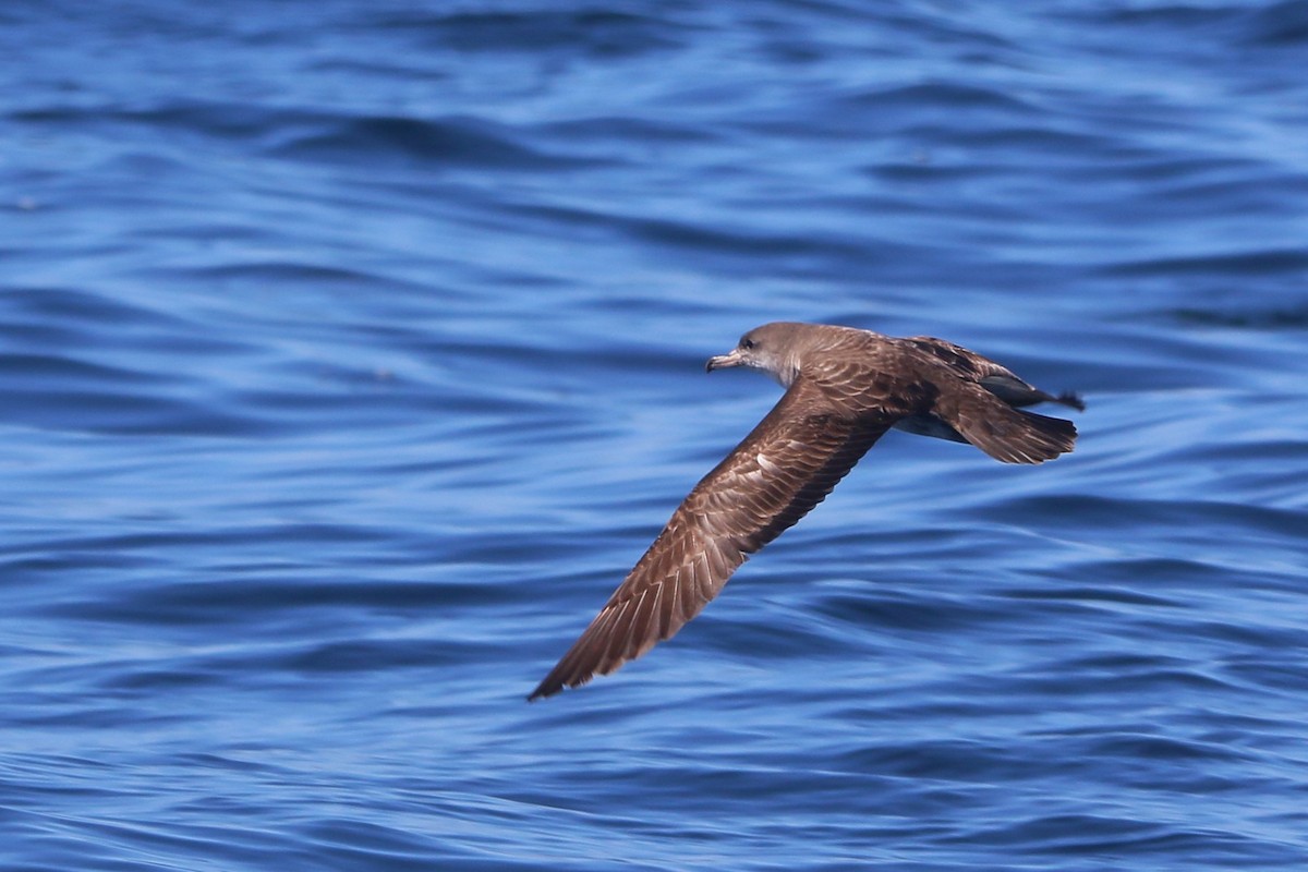 Pink-footed Shearwater - ML618874170
