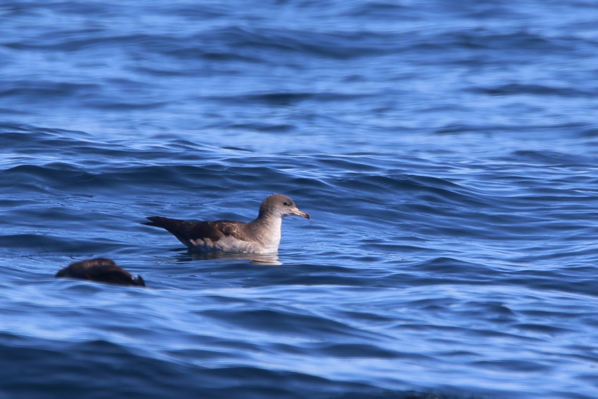 Pink-footed Shearwater - ML618874171