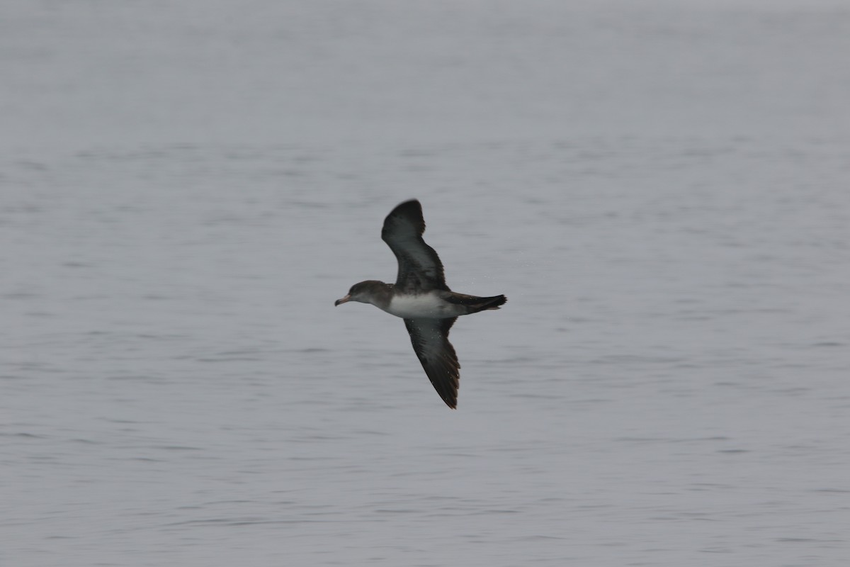 Pink-footed Shearwater - ML618874172