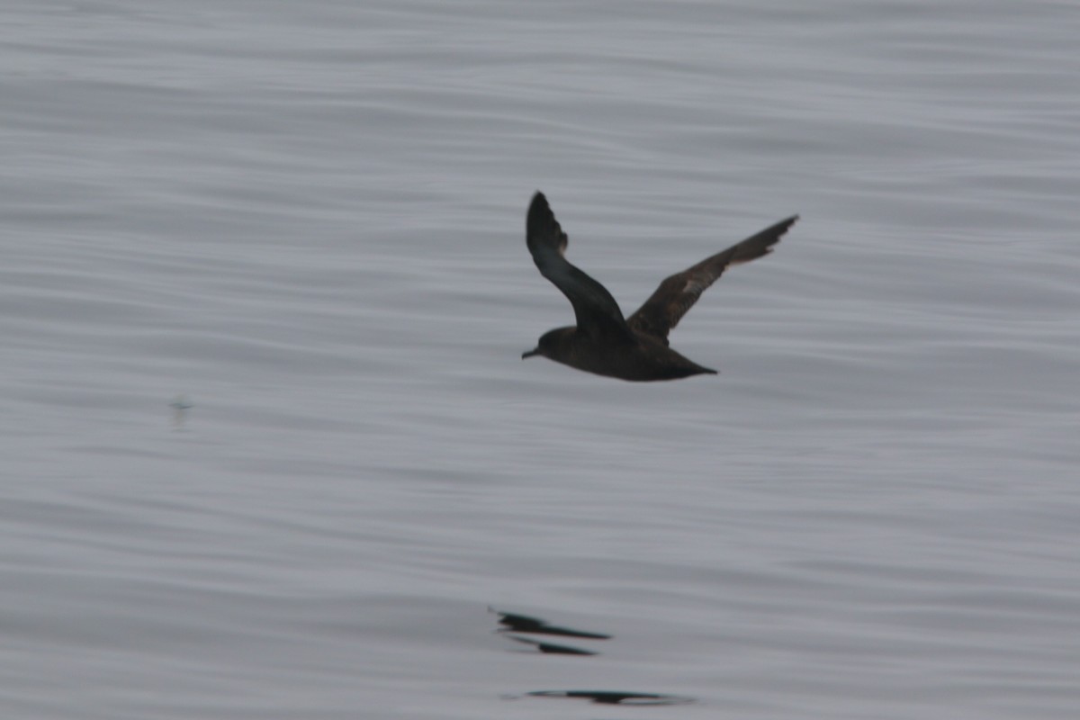 Sooty Shearwater - Kevin Lester