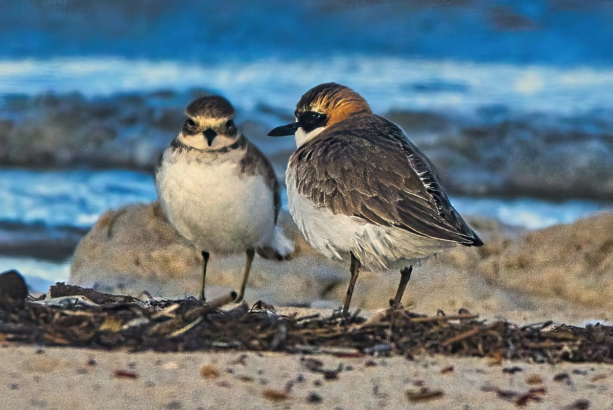 Double-banded Plover - Alfons  Lawen