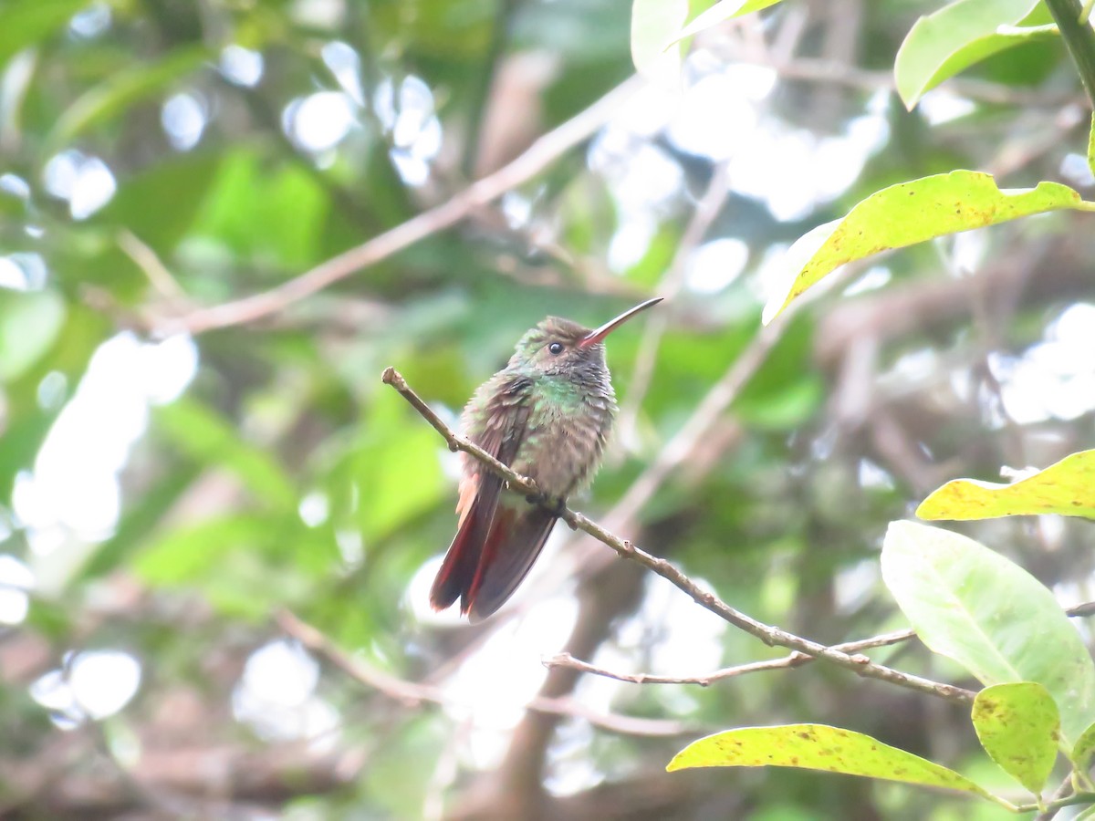 Rufous-tailed Hummingbird - Alanys M