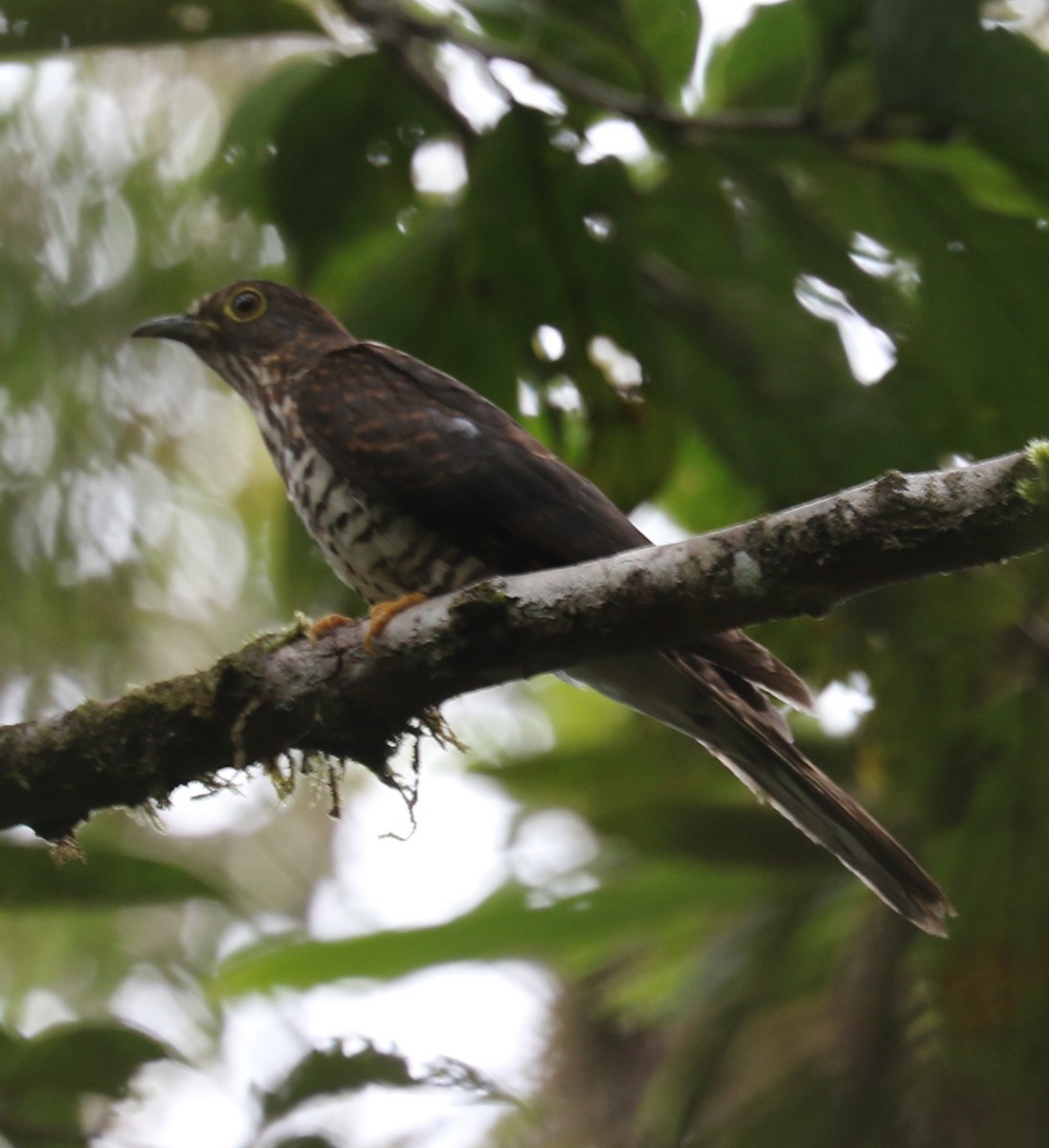 Large/Dark Hawk-Cuckoo - evonne muse