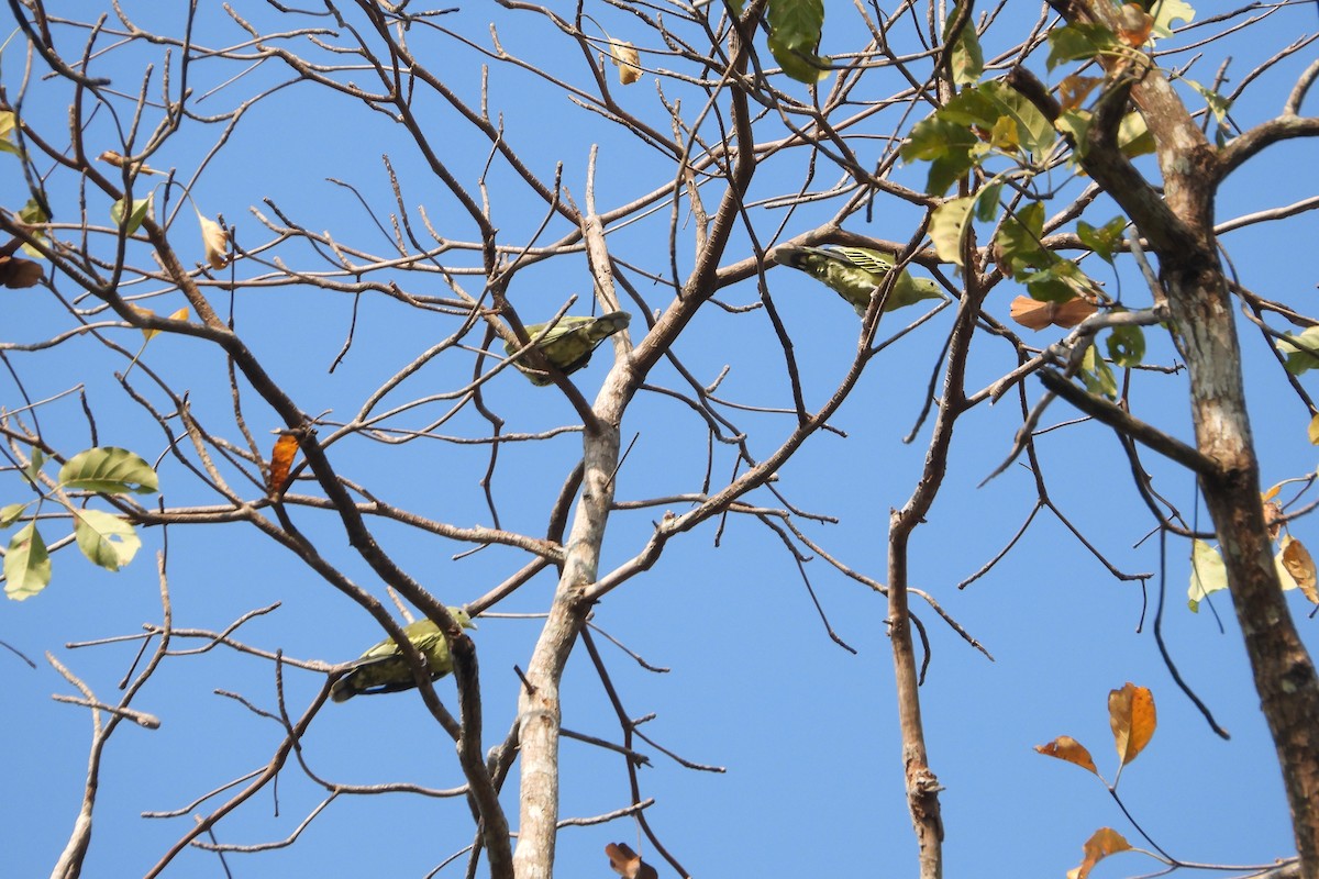 Андаманский зеленый голубь - ML618874257