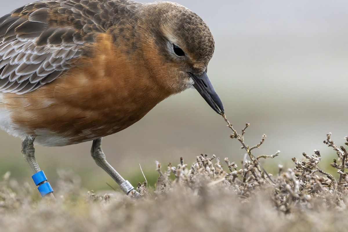 Red-breasted Dotterel (Southern) - ML618874275