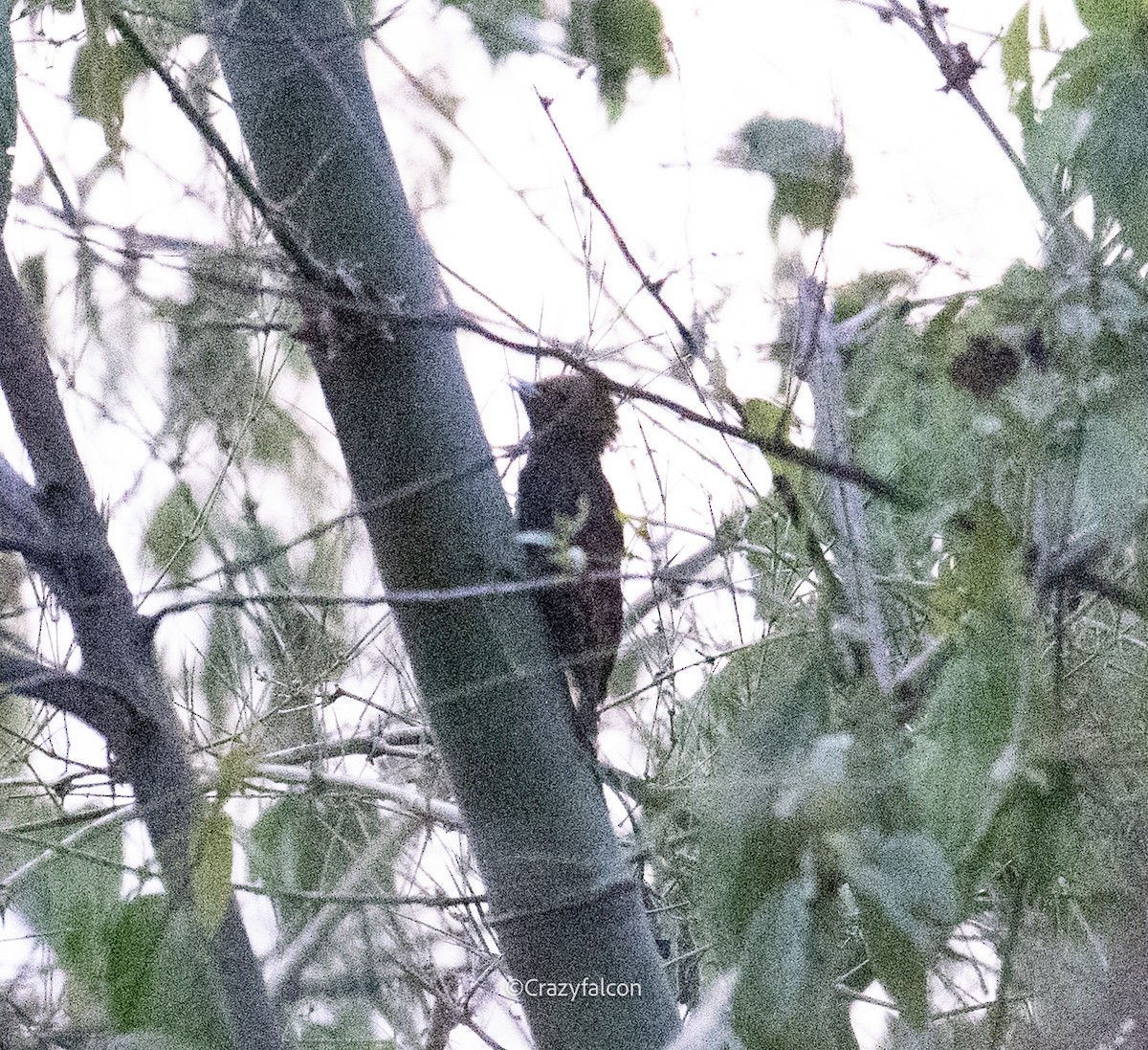 Pale-headed Woodpecker - ML618874293
