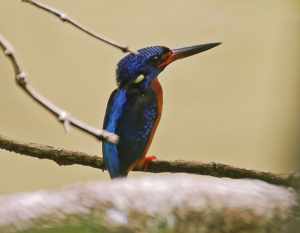 Blue-eared Kingfisher - ML618874336