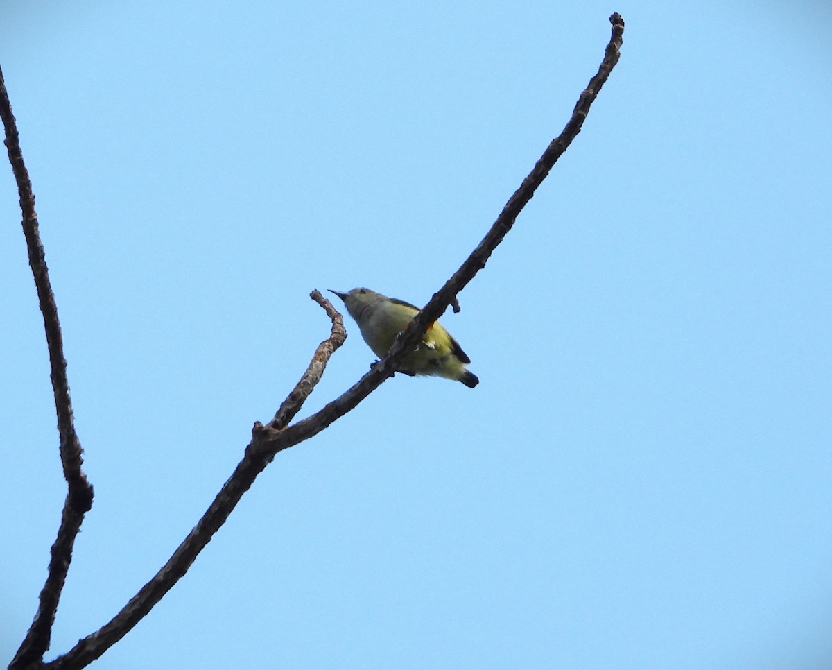 Andaman Flowerpecker - Prabhudatta Bal