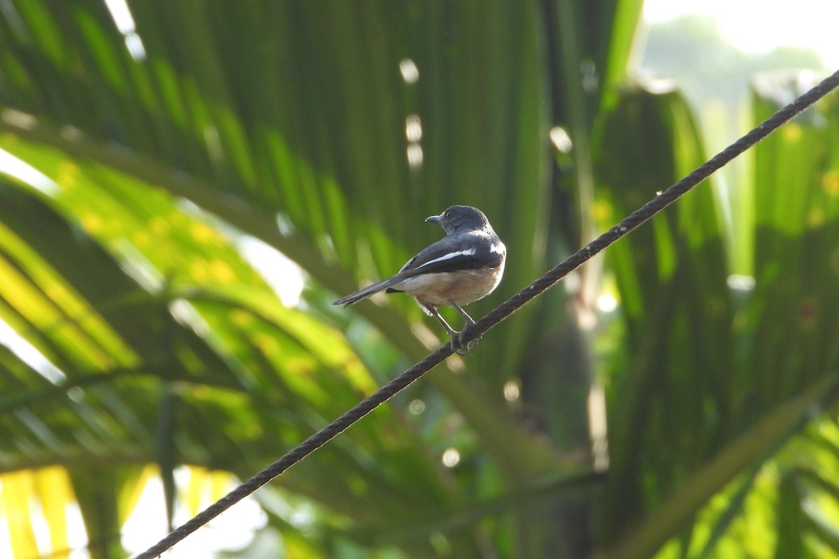 Oriental Magpie-Robin - Prabhudatta Bal