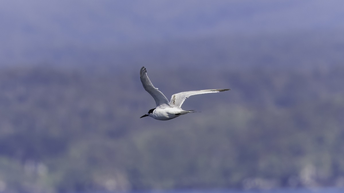 White-fronted Tern - ML618874374