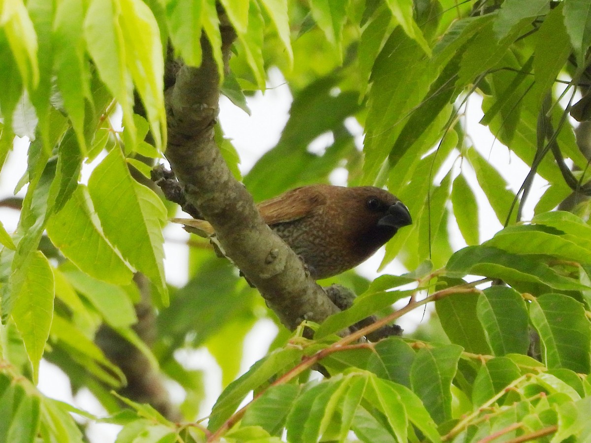 Scaly-breasted Munia - tiger 鄭