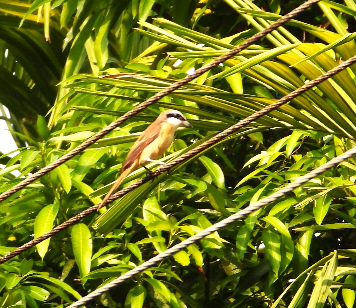 Brown Shrike - Prabhudatta Bal