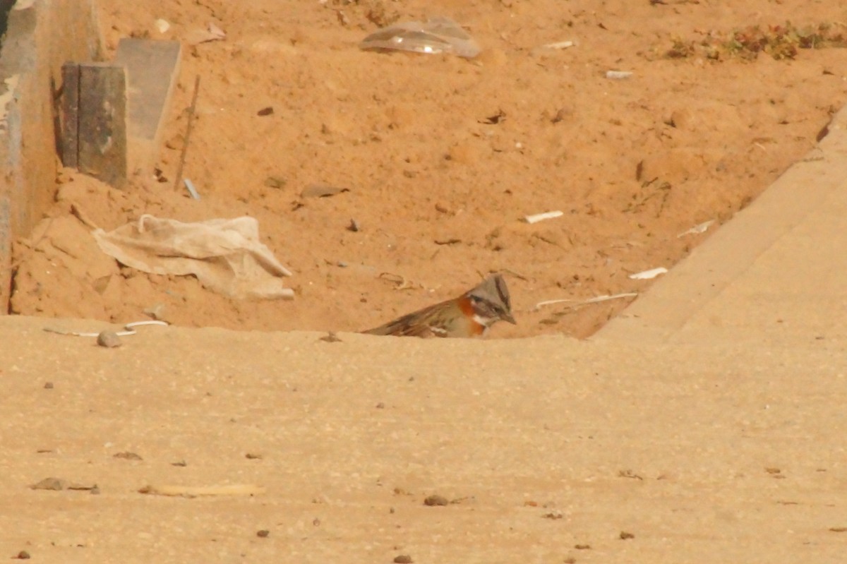 Rufous-collared Sparrow - ML618874444