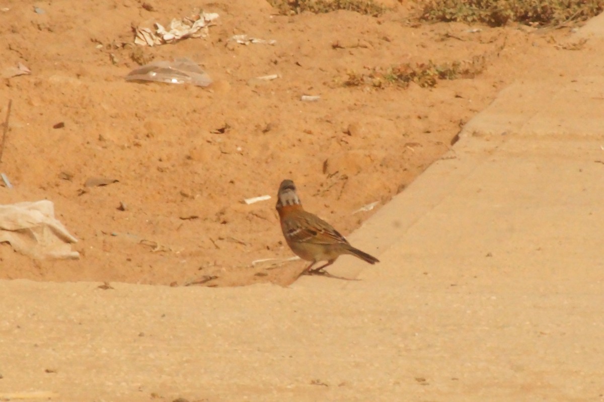 Rufous-collared Sparrow - ML618874445
