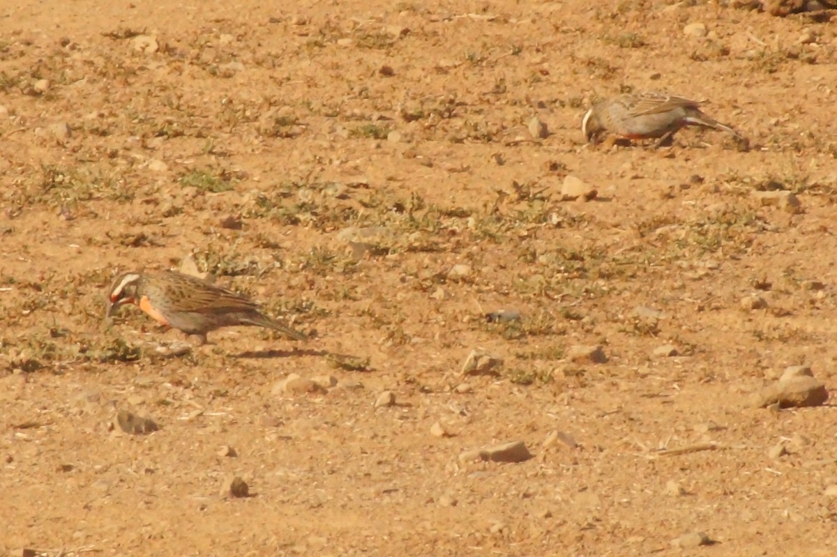 Long-tailed Meadowlark - ML618874472