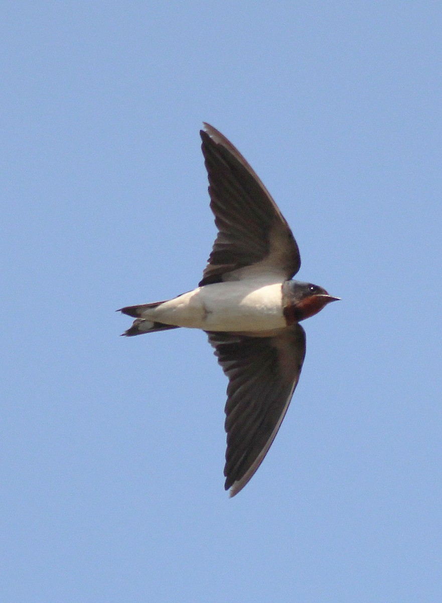 Barn Swallow - Neoh Hor Kee