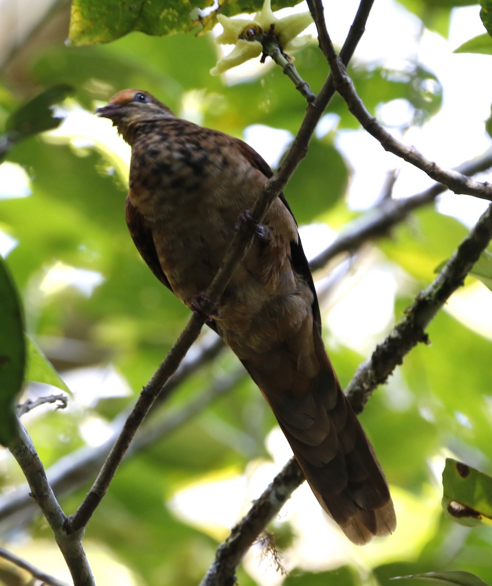 Little Cuckoo-Dove - ML618874491