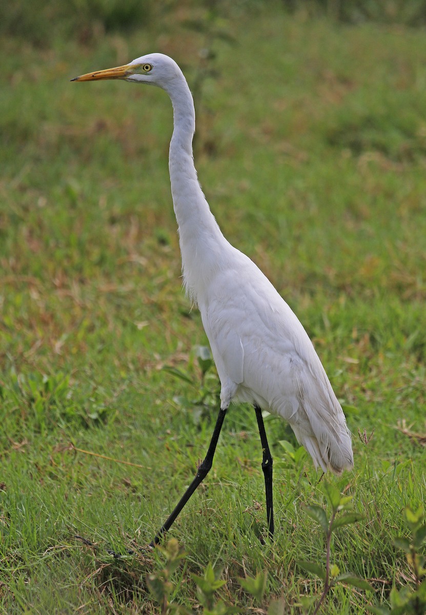 Medium Egret - Neoh Hor Kee