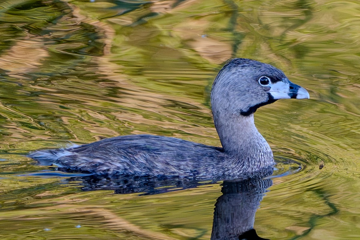 Pied-billed Grebe - Carter Pape