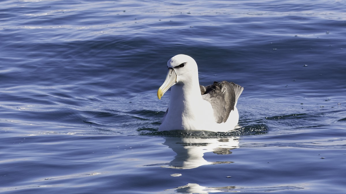 White-capped Albatross (steadi) - ML618874547