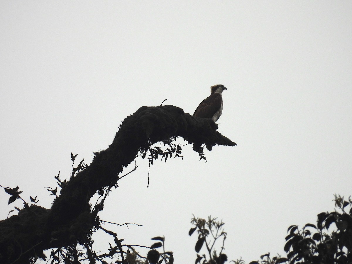 Rufous-bellied Eagle - Aparajita Datta