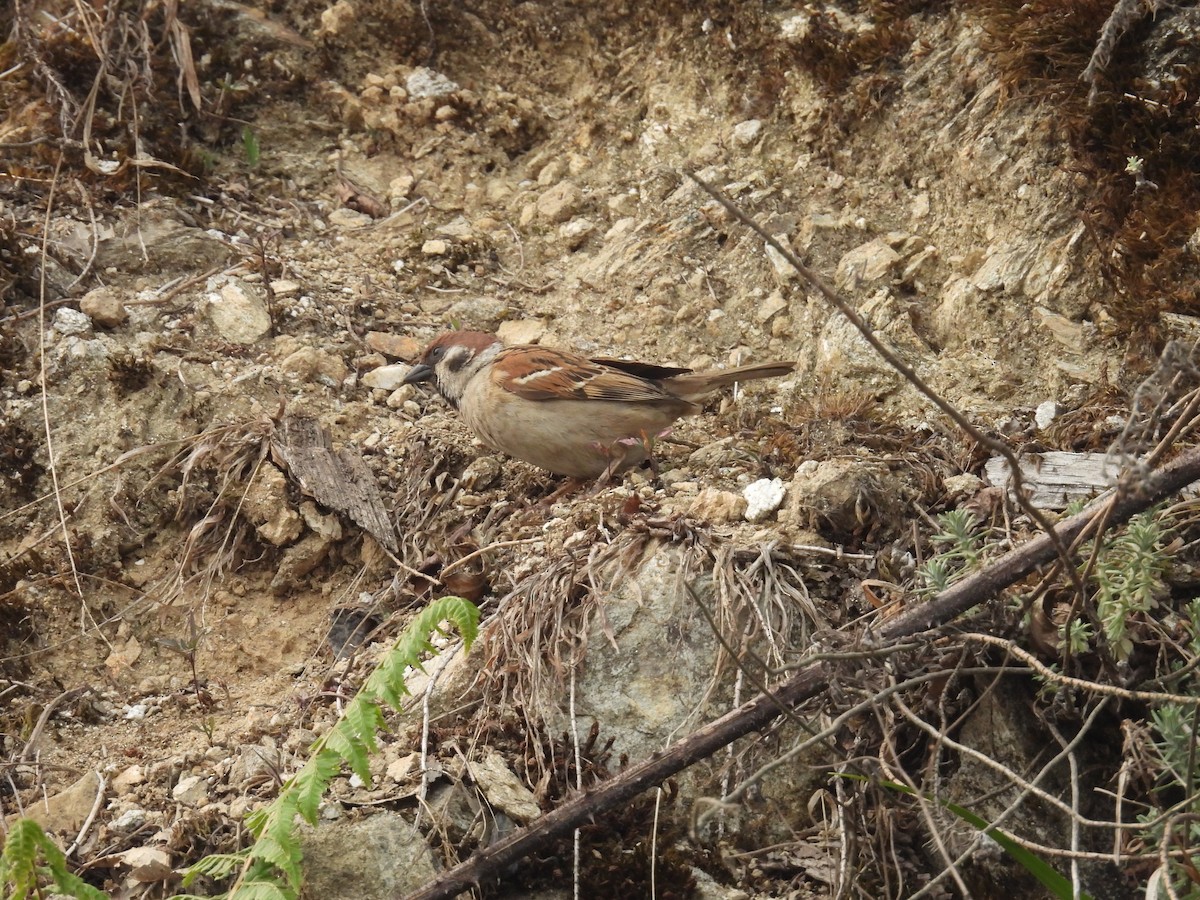 Eurasian Tree Sparrow - ML618874618