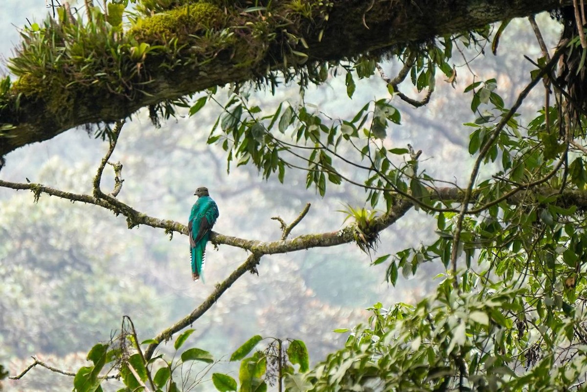 Resplendent Quetzal (Guatemalan) - ML618874665