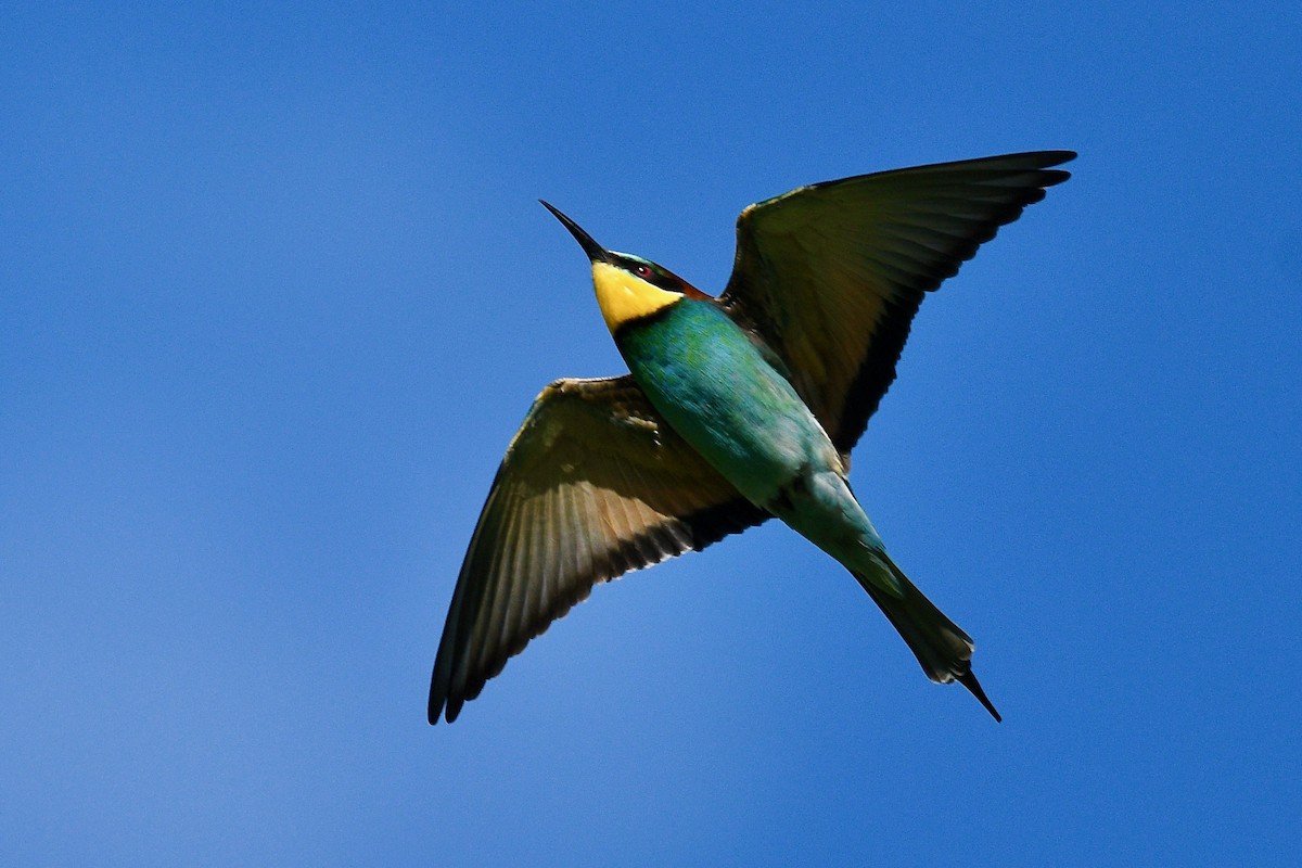 European Bee-eater - ML618874694