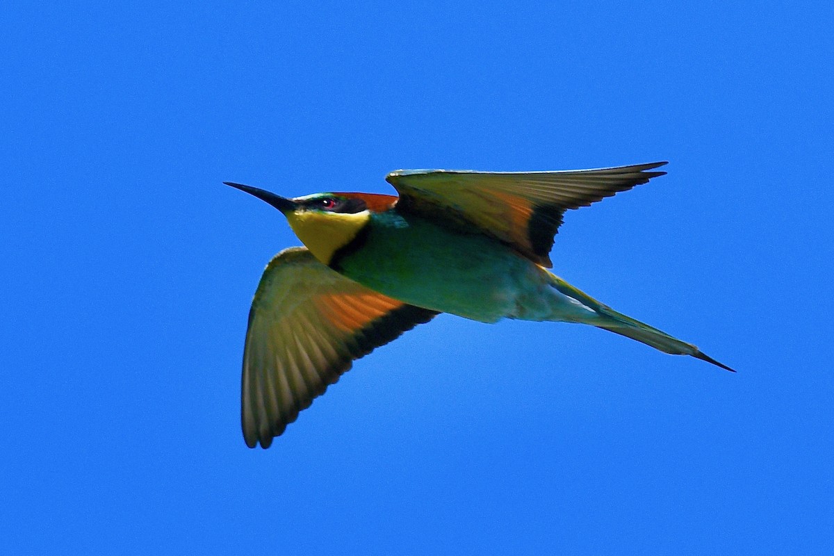 European Bee-eater - ML618874695