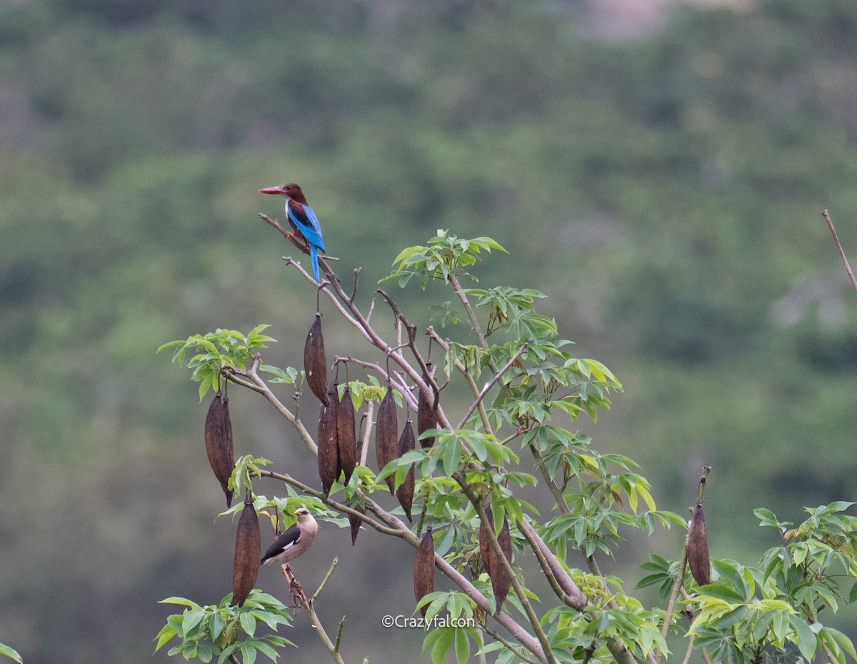 White-throated Kingfisher - Qiang Zeng