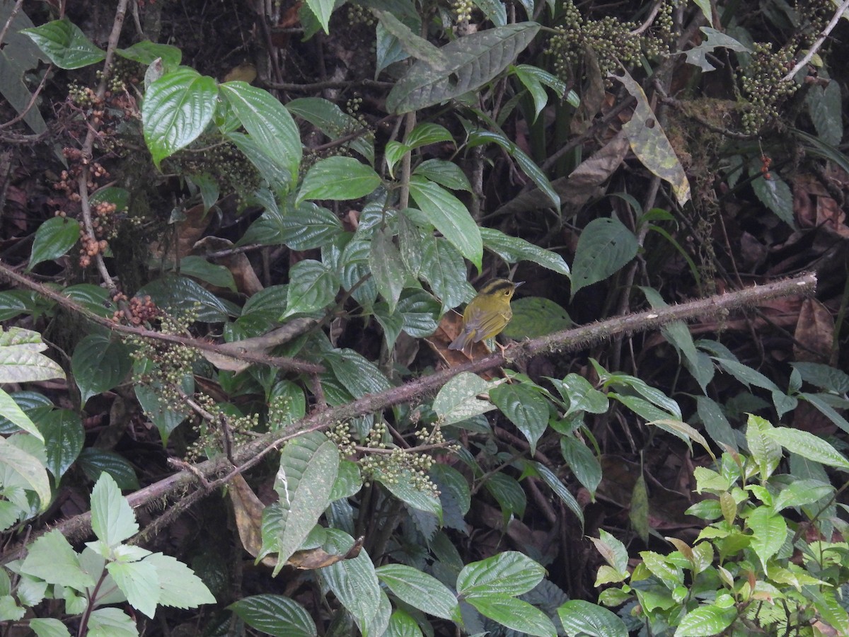 Green-crowned Warbler - Aparajita Datta