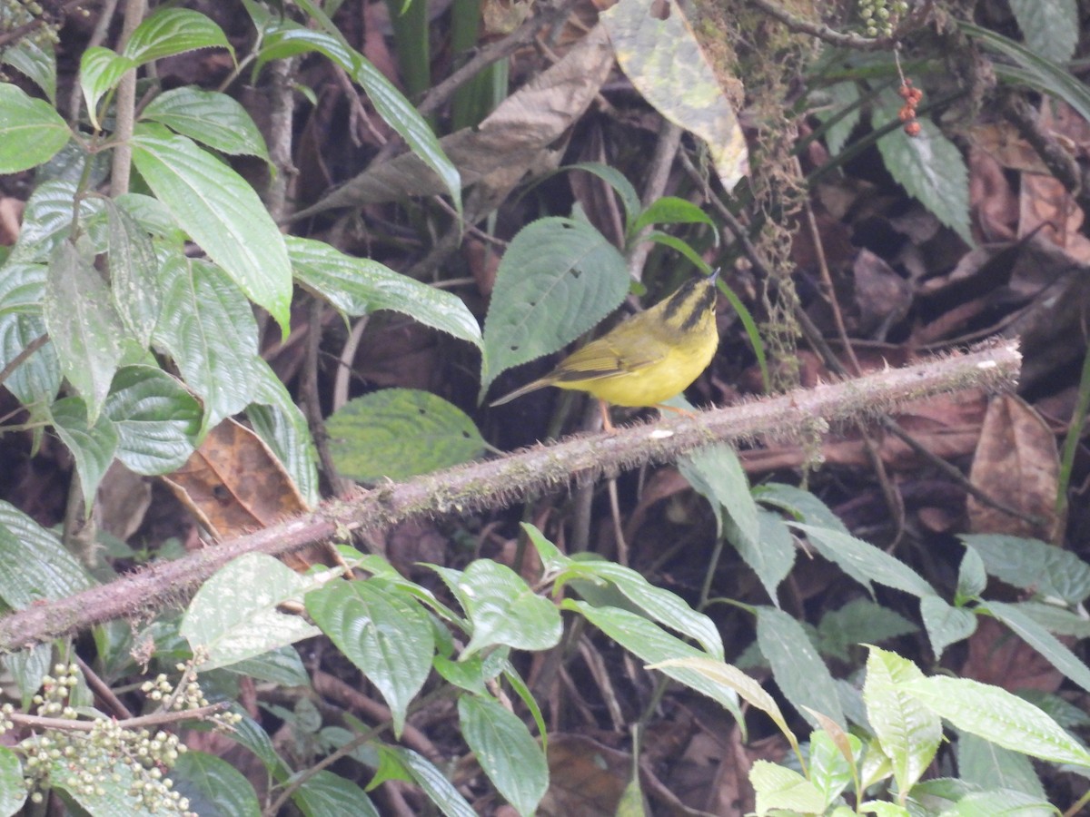 Green-crowned Warbler - ML618874719