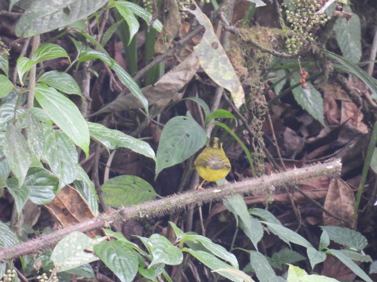 Green-crowned Warbler - Aparajita Datta