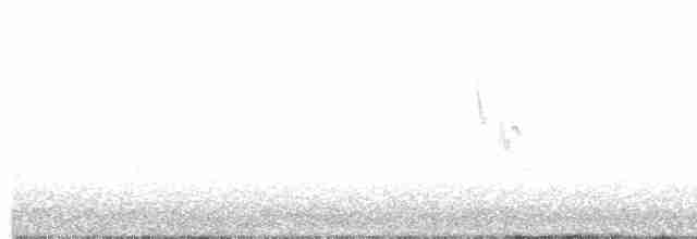 White Wagtail - ML618874729