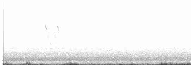 Lavandera Blanca - ML618874730