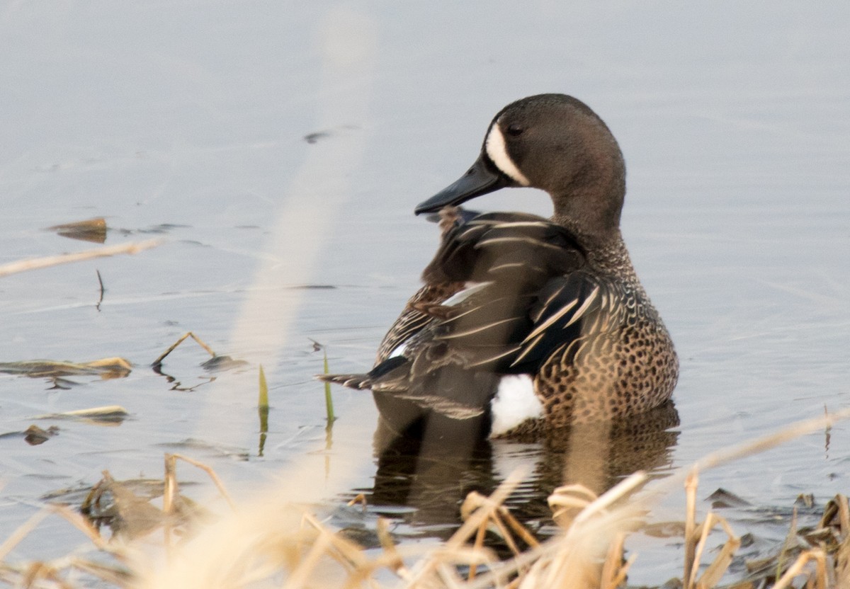 Blue-winged Teal - ML618874736