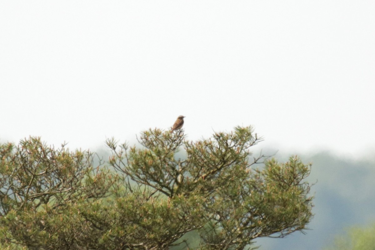 Whinchat - ML618874747