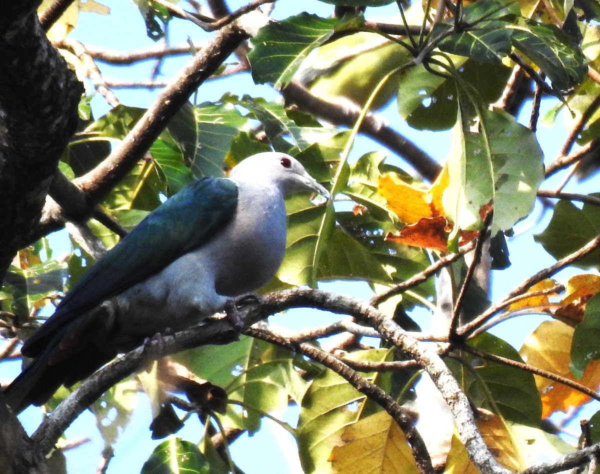Green Imperial-Pigeon - Prabhudatta Bal
