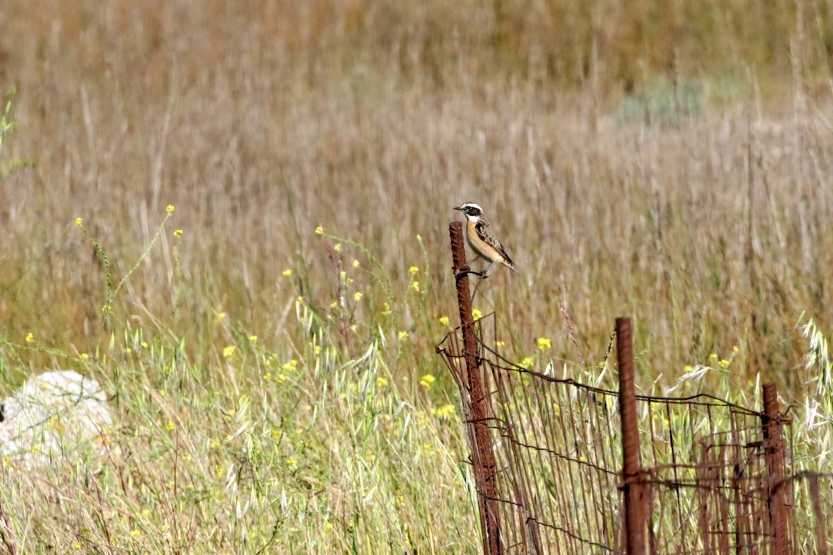 Whinchat - ML618874762